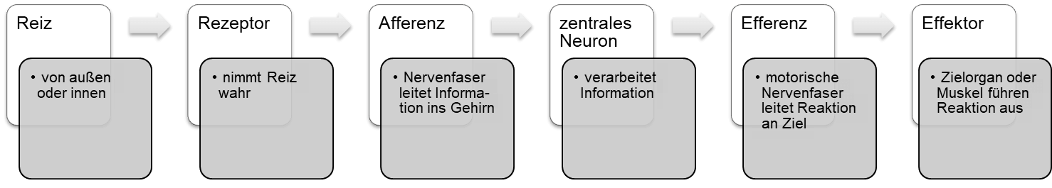 Lexikon - Ablauf eines Reflexbogens 