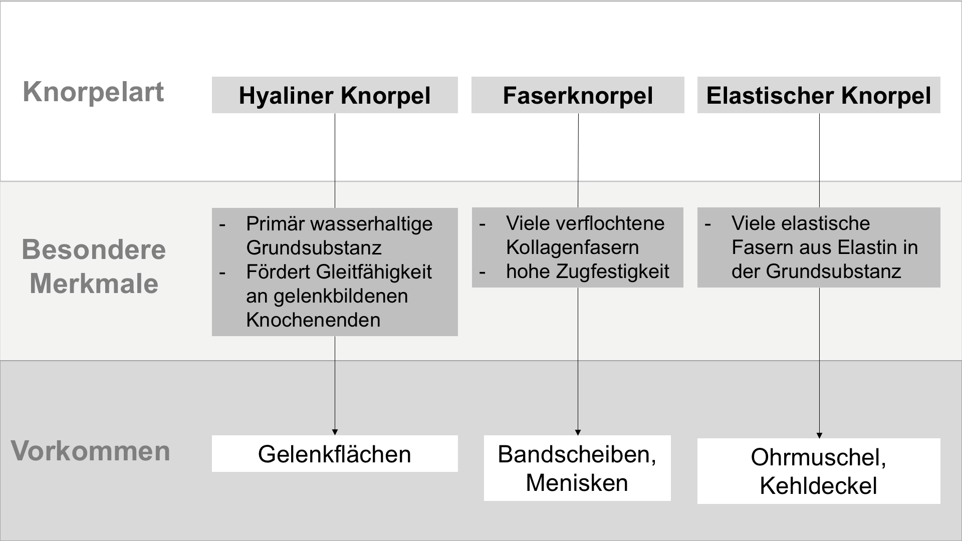 Abbildung - Knorpelarten und deren besonderen Eigenschaften