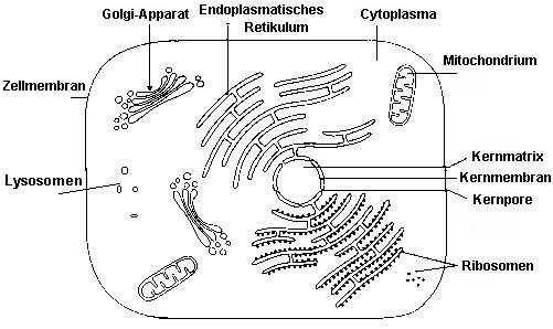 Lexikon | Schematischer Aufbau einer Zelle 