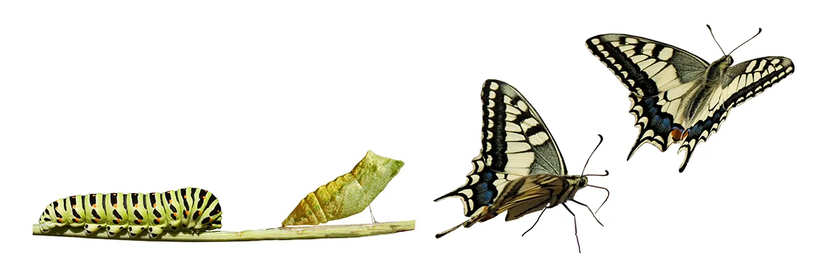 Von der Raupe zum Schmetterling - Metamorphose durch Bildung